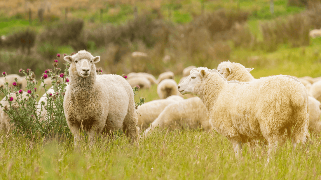 A flock of sheep grazing in a lush green field with wildflowers, illustrating natural living.