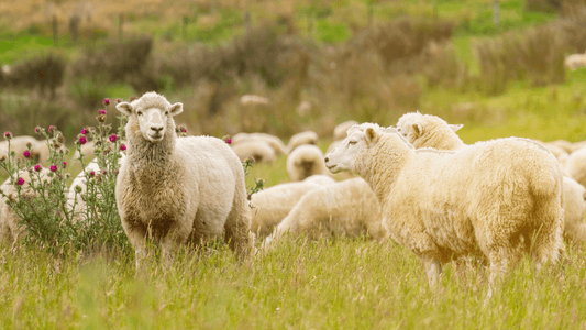A flock of sheep grazing in a lush green field with wildflowers, illustrating natural living.